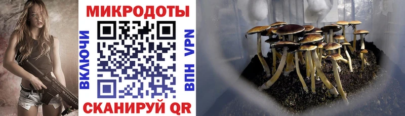 закладки  Белокуриха  Галлюциногенные грибы Psilocybe 